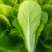 奶白菜小白菜快菜货源稳定一手货源常年供货