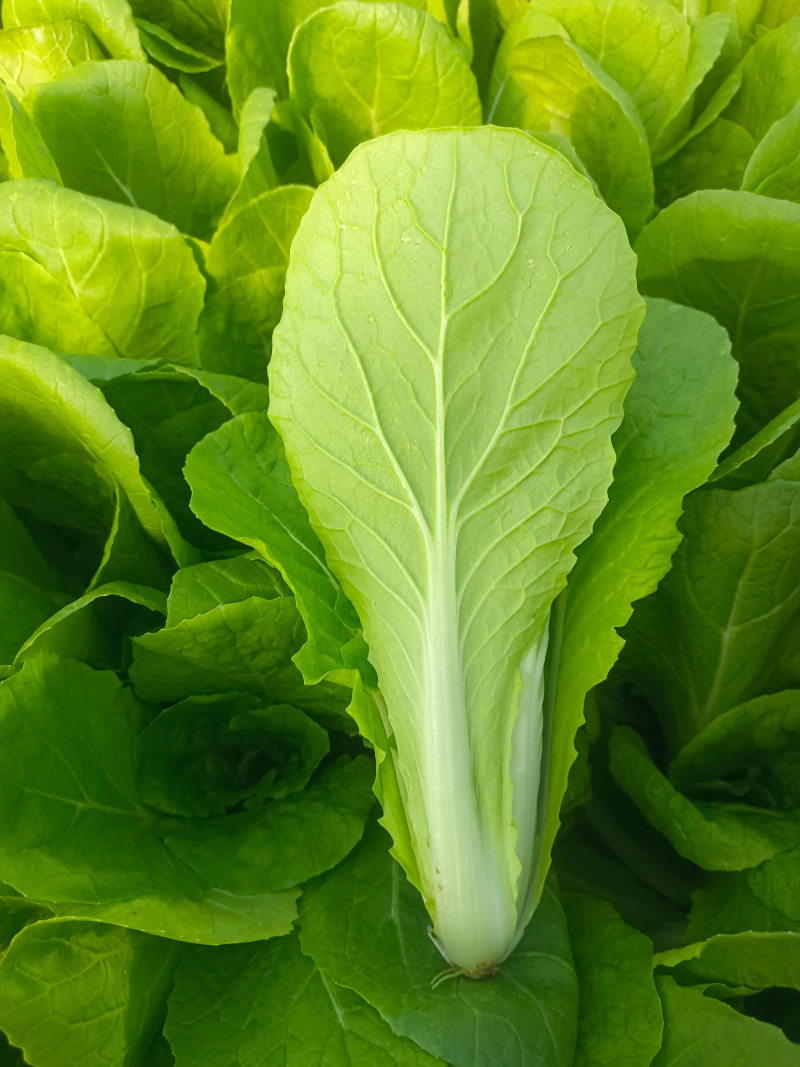 奶白菜小白菜快菜货源稳定一手货源常年供货