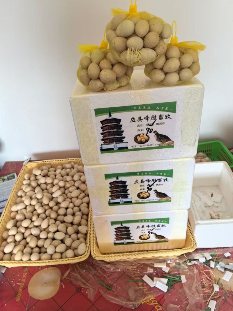 新鲜鹧鸪蛋、受精鹧鸪蛋、可孵化鹧鸪蛋、竟然鹧鸪蛋