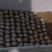 新鲜鹧鸪蛋、受精鹧鸪蛋、可孵化鹧鸪蛋、竟然鹧鸪蛋