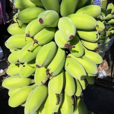 广东精品香蕉苹果蕉基地直供货源充足量大供全国商