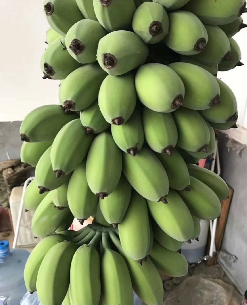 广东精品香蕉苹果蕉基地直供货源充足量大供全国商
