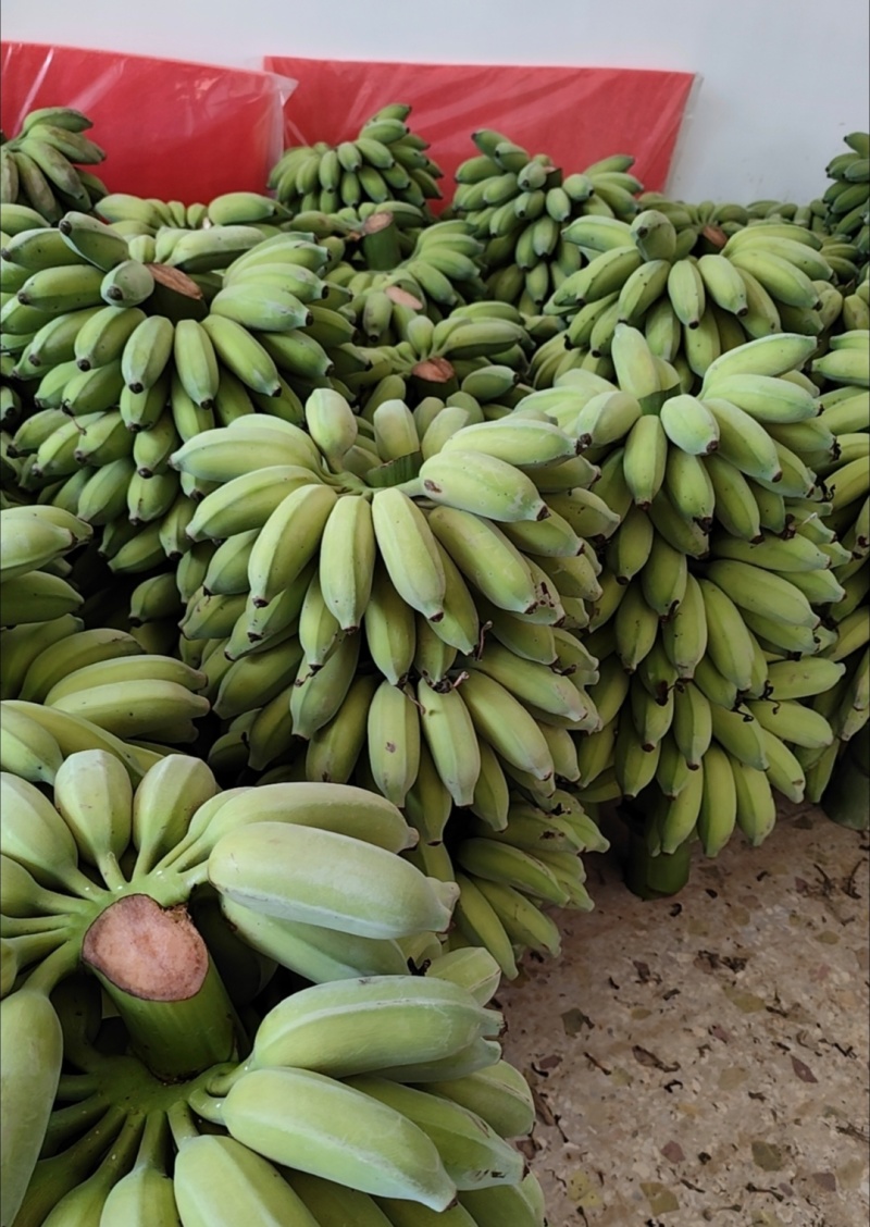 广东精品香蕉苹果蕉基地直供货源充足量大供全国商