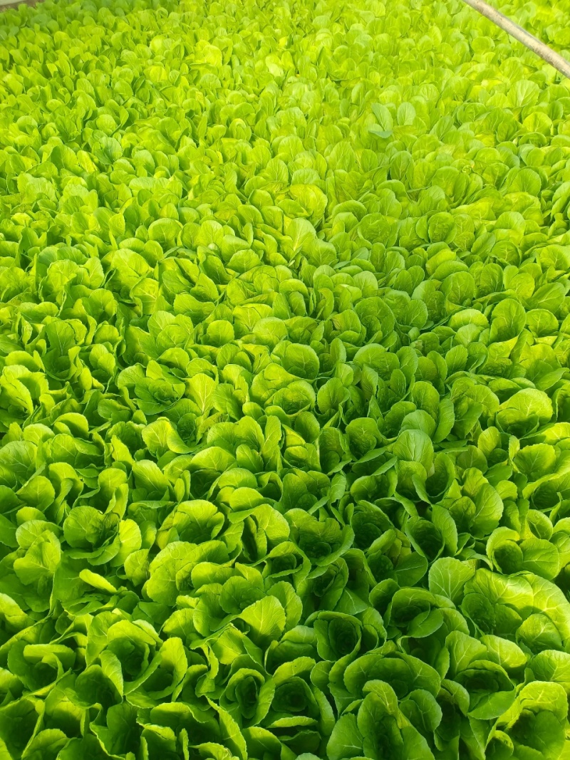 奶白菜小白菜快菜货源稳定一手货源常年供货