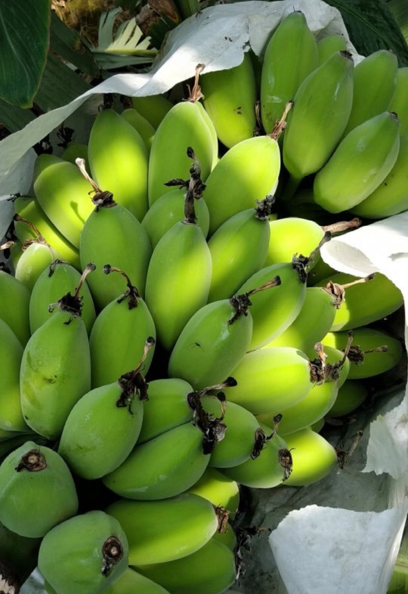 广东肇庆香蕉粉蕉苹果蕉货源充足量大价格实惠发全国