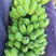 广东肇庆香蕉粉蕉苹果蕉货源充足量大价格实惠发全国