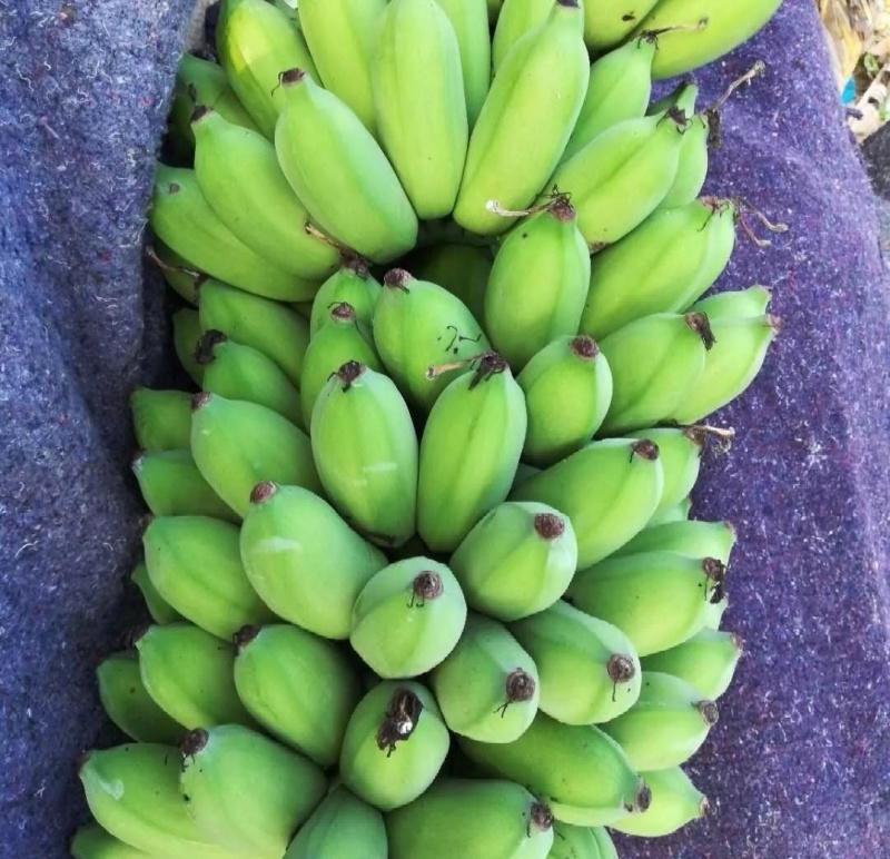 广东肇庆香蕉粉蕉苹果蕉货源充足量大价格实惠发全国