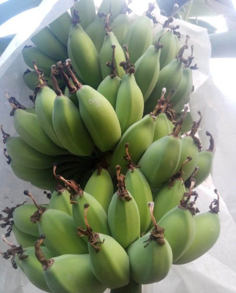 广东肇庆香蕉粉蕉苹果蕉货源充足量大价格实惠发全国