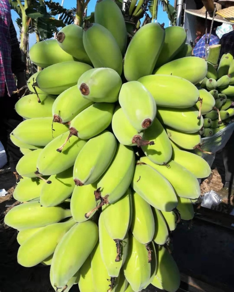 广东肇庆香蕉粉蕉苹果蕉货源充足量大价格实惠发全国