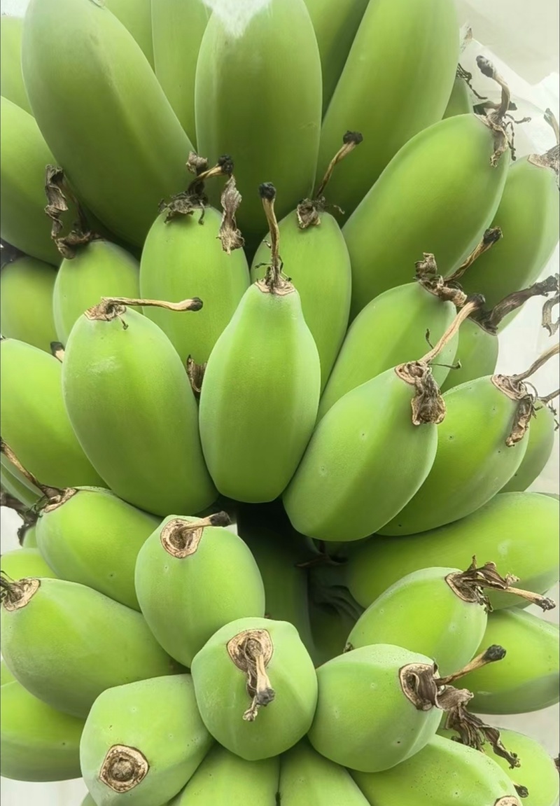 广东肇庆香蕉粉蕉苹果蕉货源充足量大价格实惠发全国