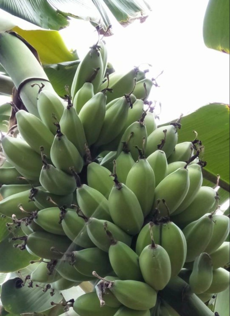 广东肇庆香蕉粉蕉苹果蕉货源充足量大价格实惠发全国