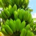 广东肇庆香蕉粉蕉苹果蕉货源充足量大价格实惠发全国