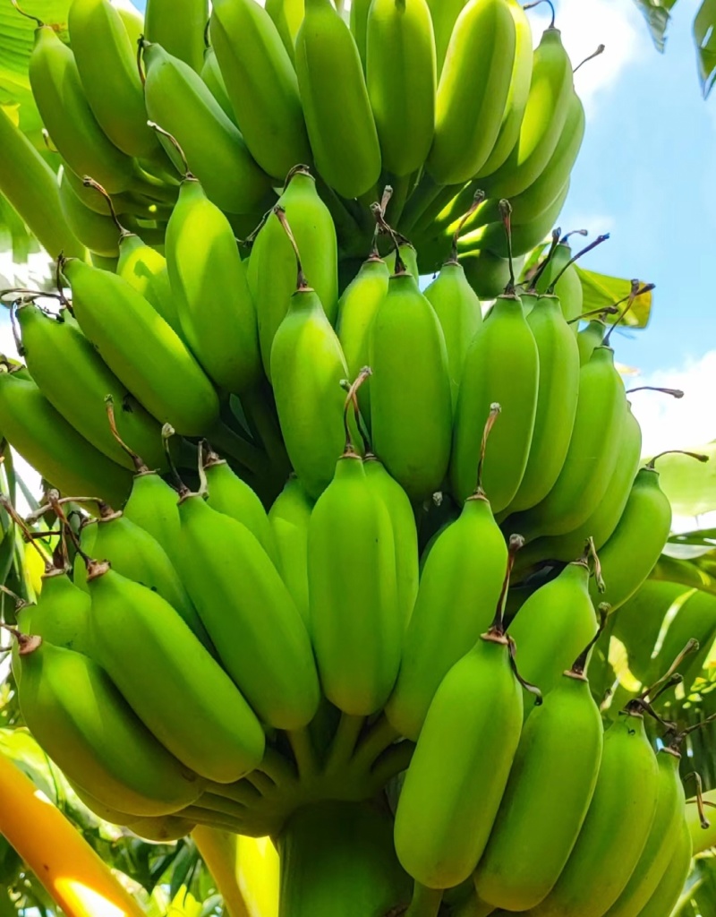 广东肇庆香蕉粉蕉苹果蕉货源充足量大价格实惠发全国