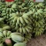 广东肇庆香蕉粉蕉苹果蕉货源充足量大价格实惠发全国