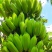 广东肇庆香蕉粉蕉苹果蕉货源充足量大价格实惠发全国
