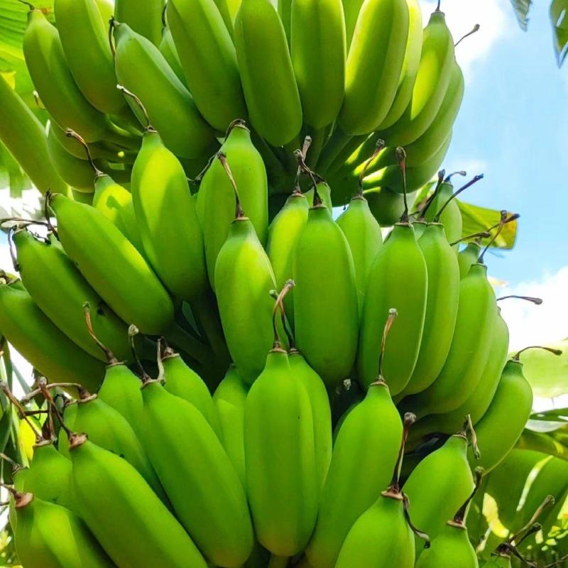 广东肇庆香蕉粉蕉苹果蕉货源充足量大价格实惠发全国
