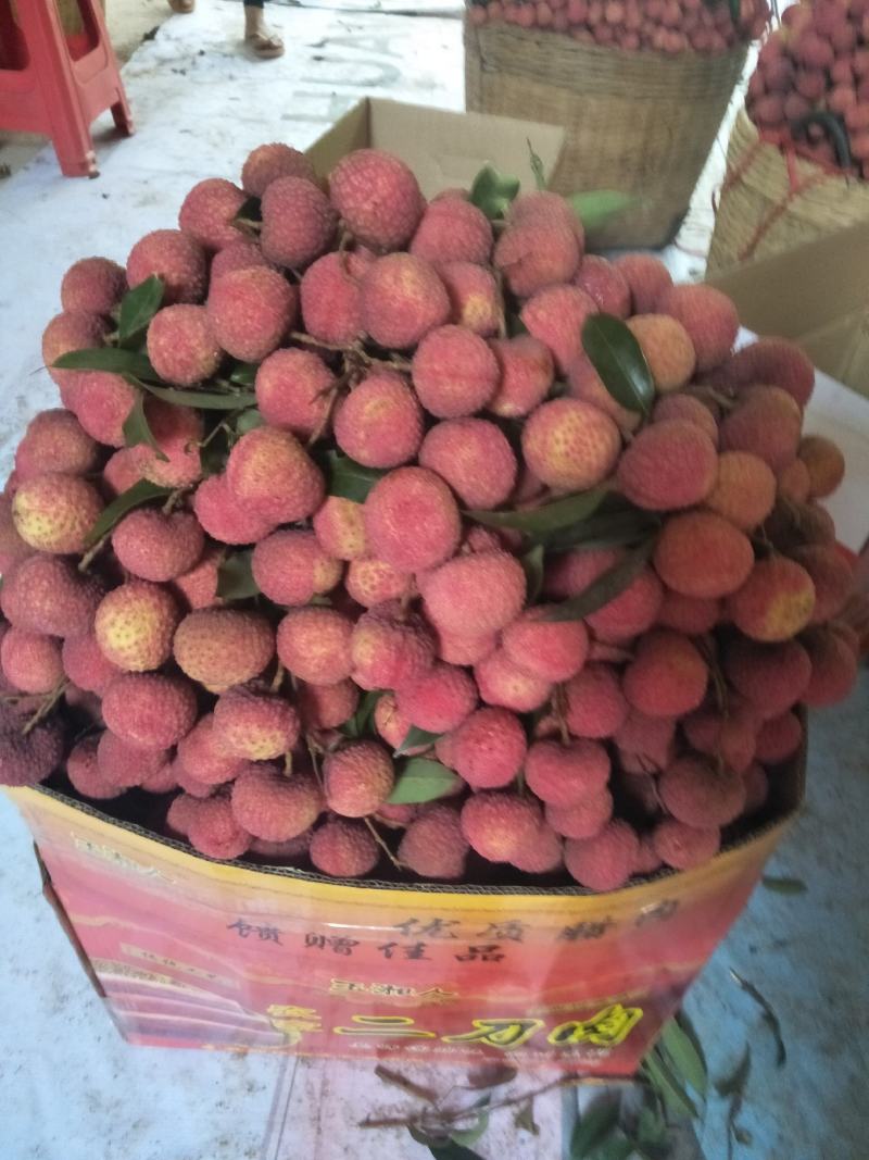 鸡嘴荔枝