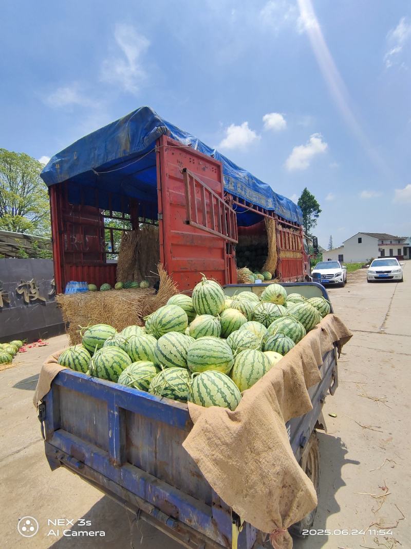西瓜\黑皮无籽瓜\湖北宜昌枝江市黑皮无籽西瓜大量上市