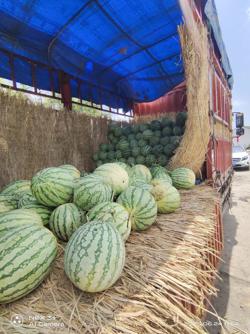 西瓜\黑皮无籽瓜\湖北宜昌枝江市黑皮无籽西瓜大量上市
