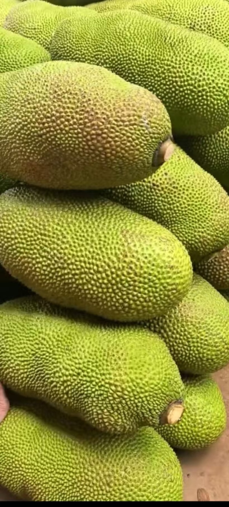 海南万宁菠萝蜜，马来西亚1号，一手货源视频看货全国发货