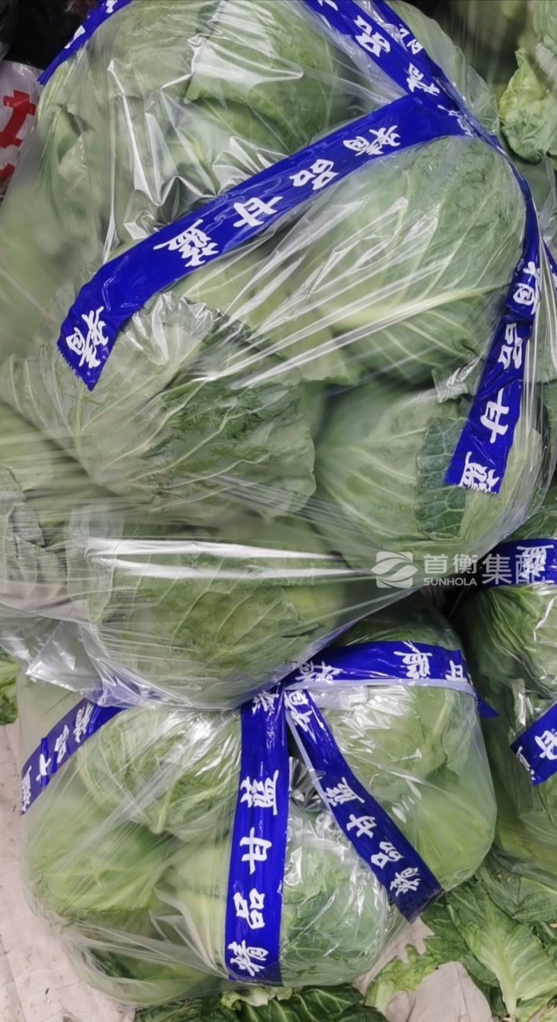 河北一级绿甘蓝，河北邯郸一级手撕绿甘蓝，河北张家口绿甘蓝