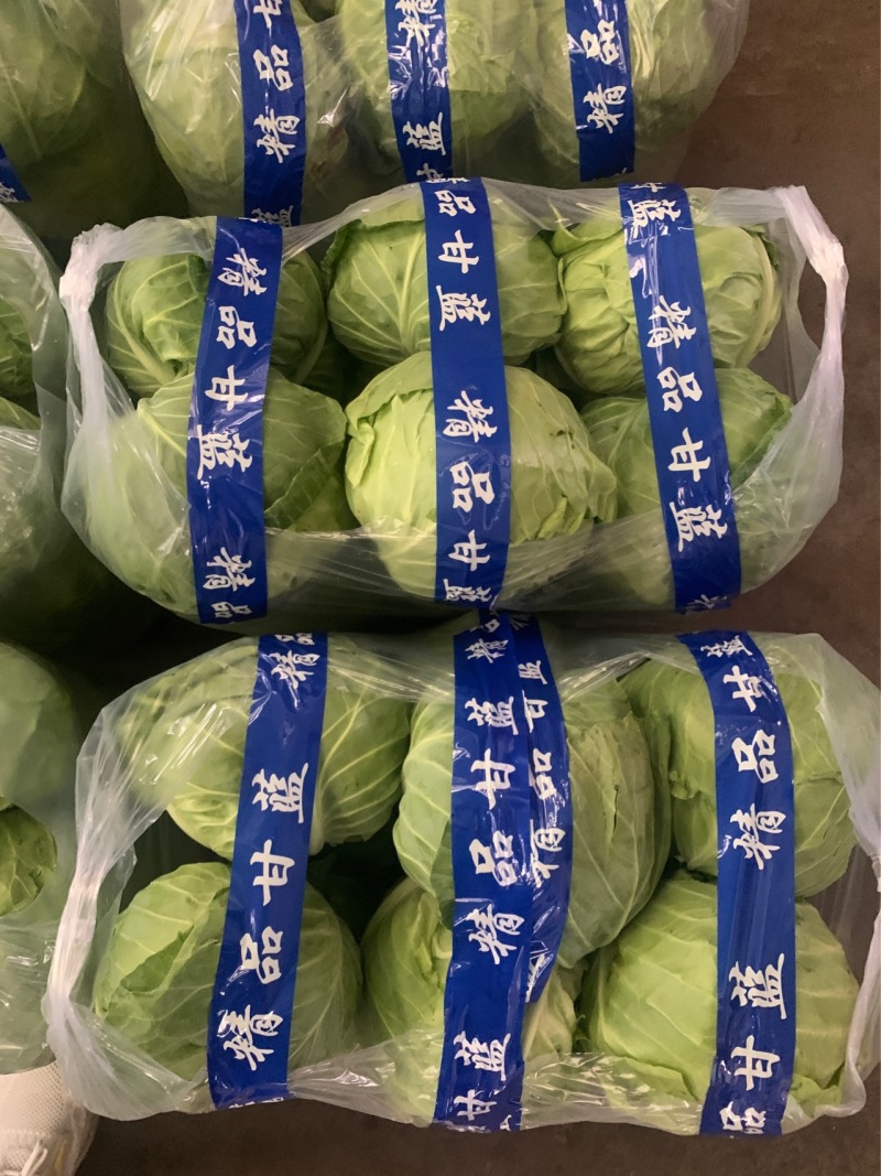 河北一级绿甘蓝，河北邯郸一级手撕绿甘蓝，河北张家口绿甘蓝