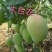 大台农大贵妃精品礼盒，56元/件。包邮到家