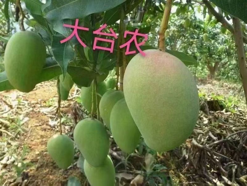 大台农大贵妃精品礼盒，56元/件。包邮到家