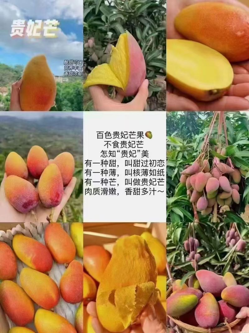 大台农大贵妃精品礼盒，56元/件。包邮到家