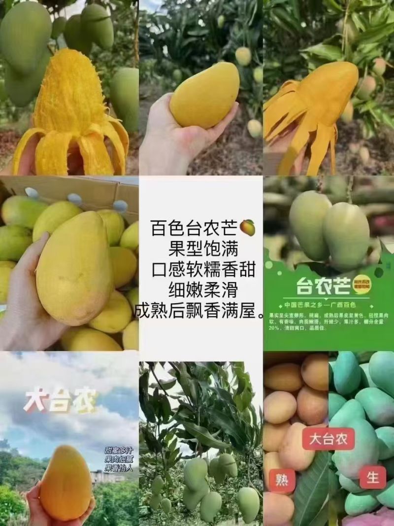 大台农大贵妃精品礼盒，56元/件。包邮到家
