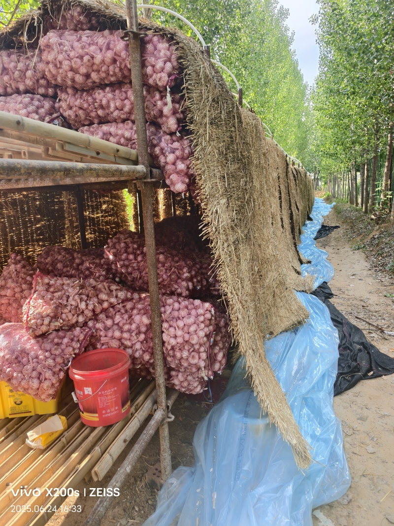 纯干蒜大蒜