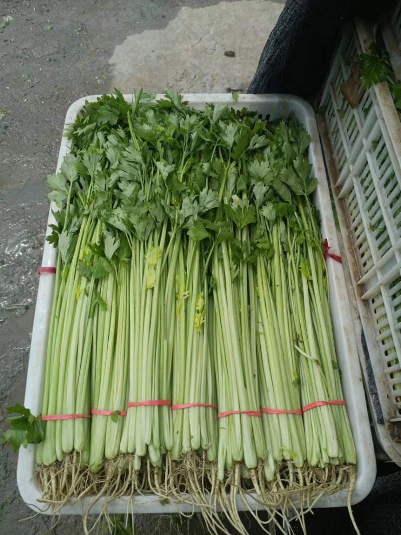 甘肃定西精品毛芹无空心品质好产地现采专人打包装车