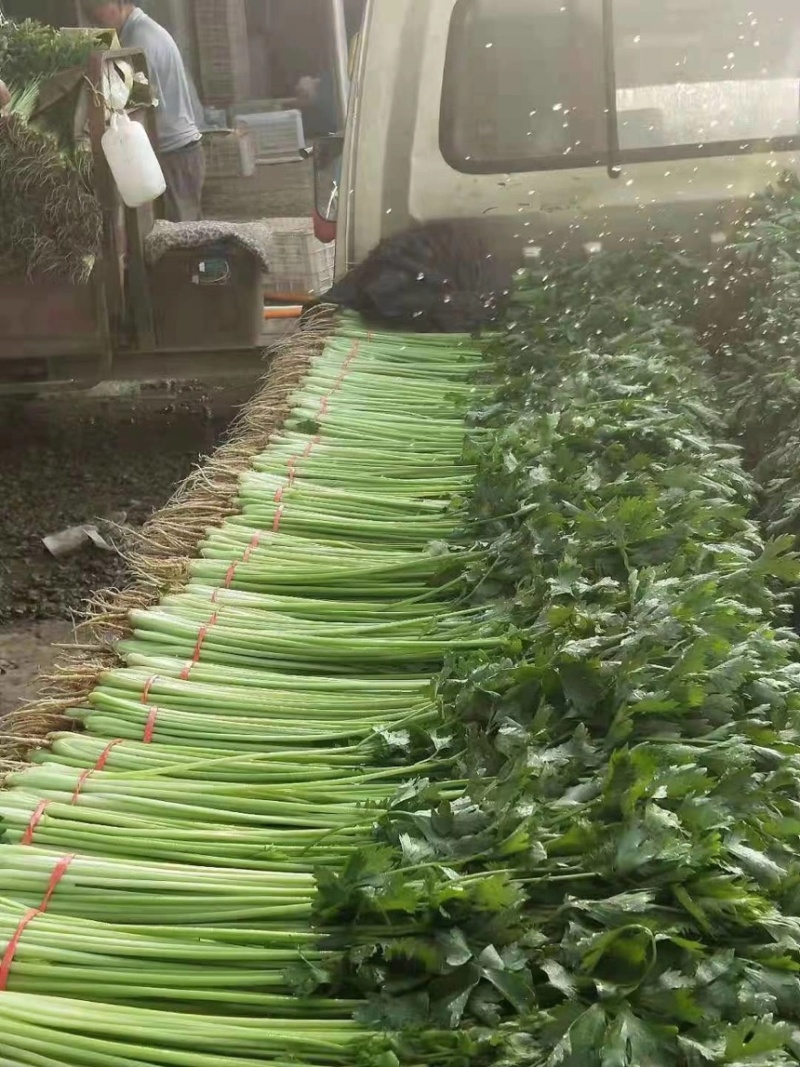 甘肃定西精品毛芹无空心品质好产地现采专人打包装车