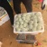 番石榴红心，白心，产地直发，质量保证，新鲜采摘。