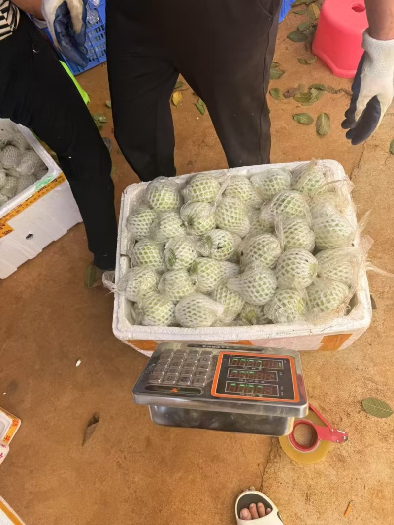 番石榴红心，白心，产地直发，质量保证，新鲜采摘。