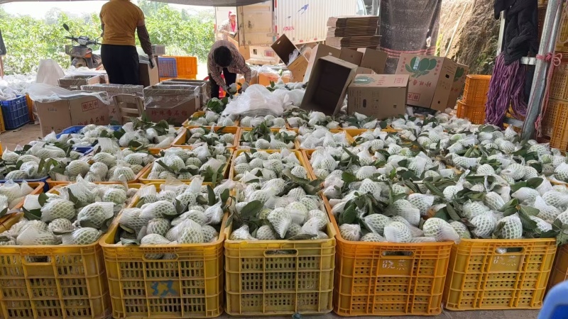 番石榴红心，白心，产地直发，质量保证，新鲜采摘。
