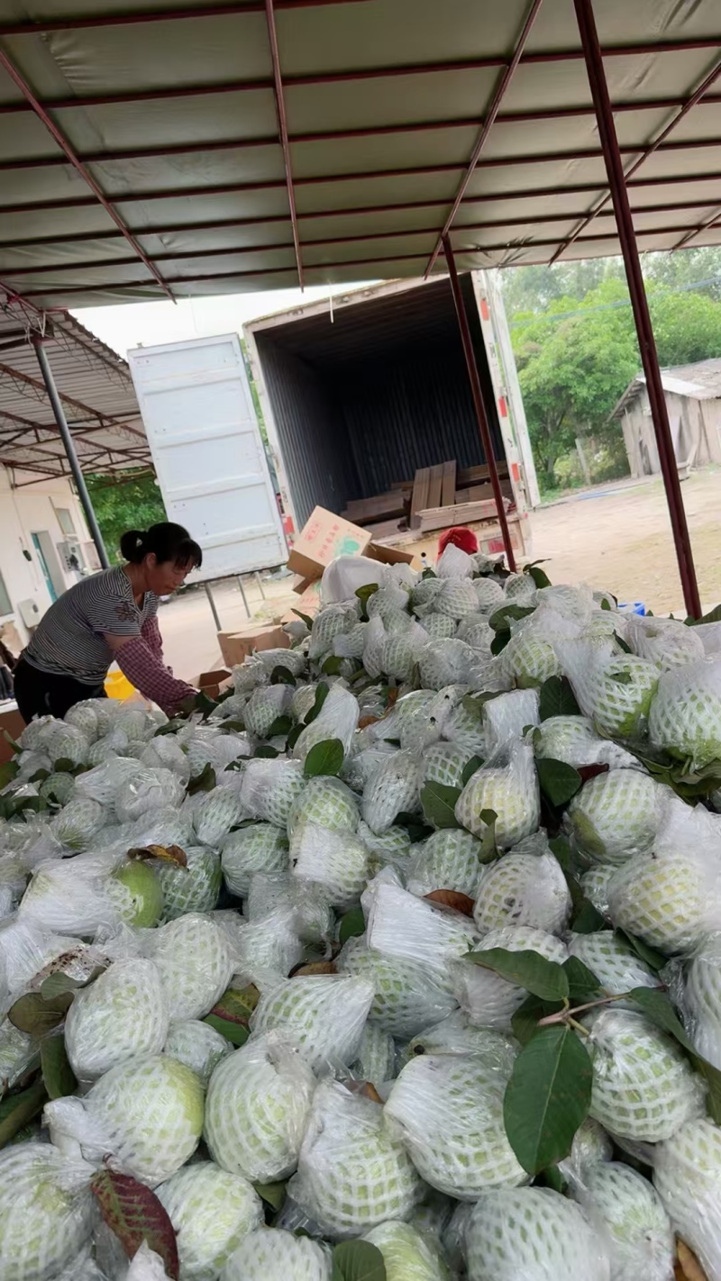 番石榴红心，白心，产地直发，质量保证，新鲜采摘。