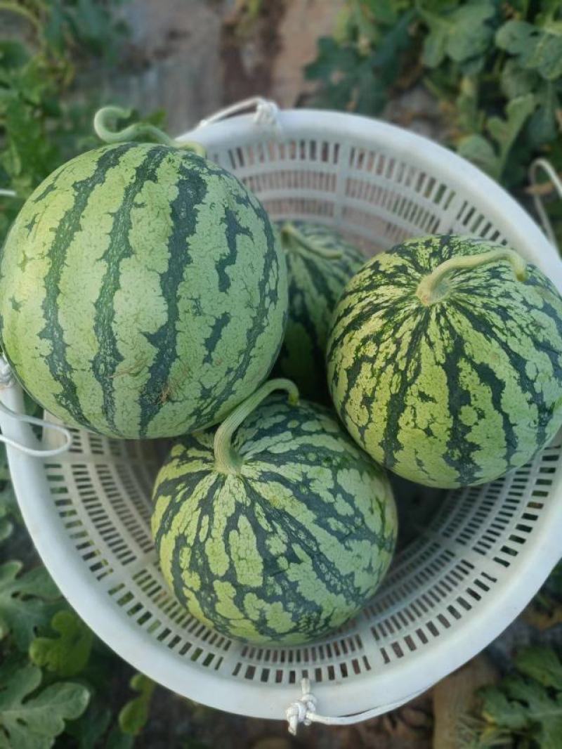 头茬精品开园美都包熟小薄皮、大红瓤、黑籽籽、甜度高