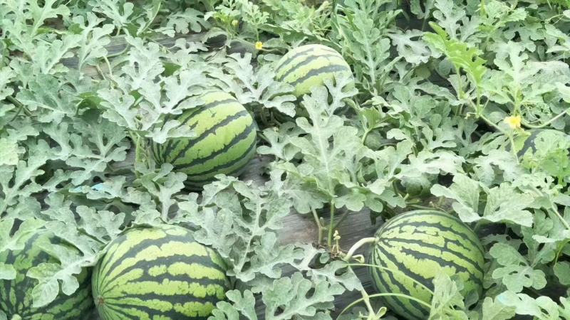 头茬精品开园美都包熟小薄皮、大红瓤、黑籽籽、甜度高