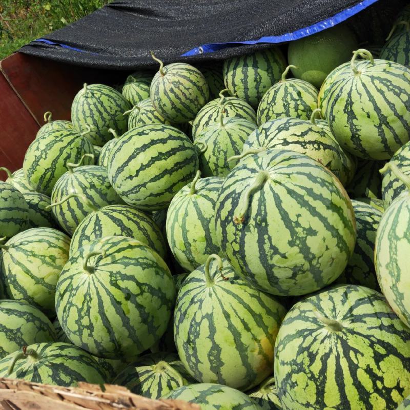 头茬精品开园美都包熟小薄皮、大红瓤、黑籽籽、甜度高