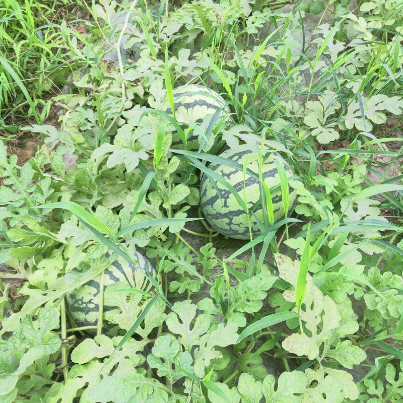 头茬精品开园美都包熟小薄皮、大红瓤、黑籽籽、甜度高