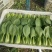 上海青小油菜阳谷小油菜货源稳定一手货源产地直发