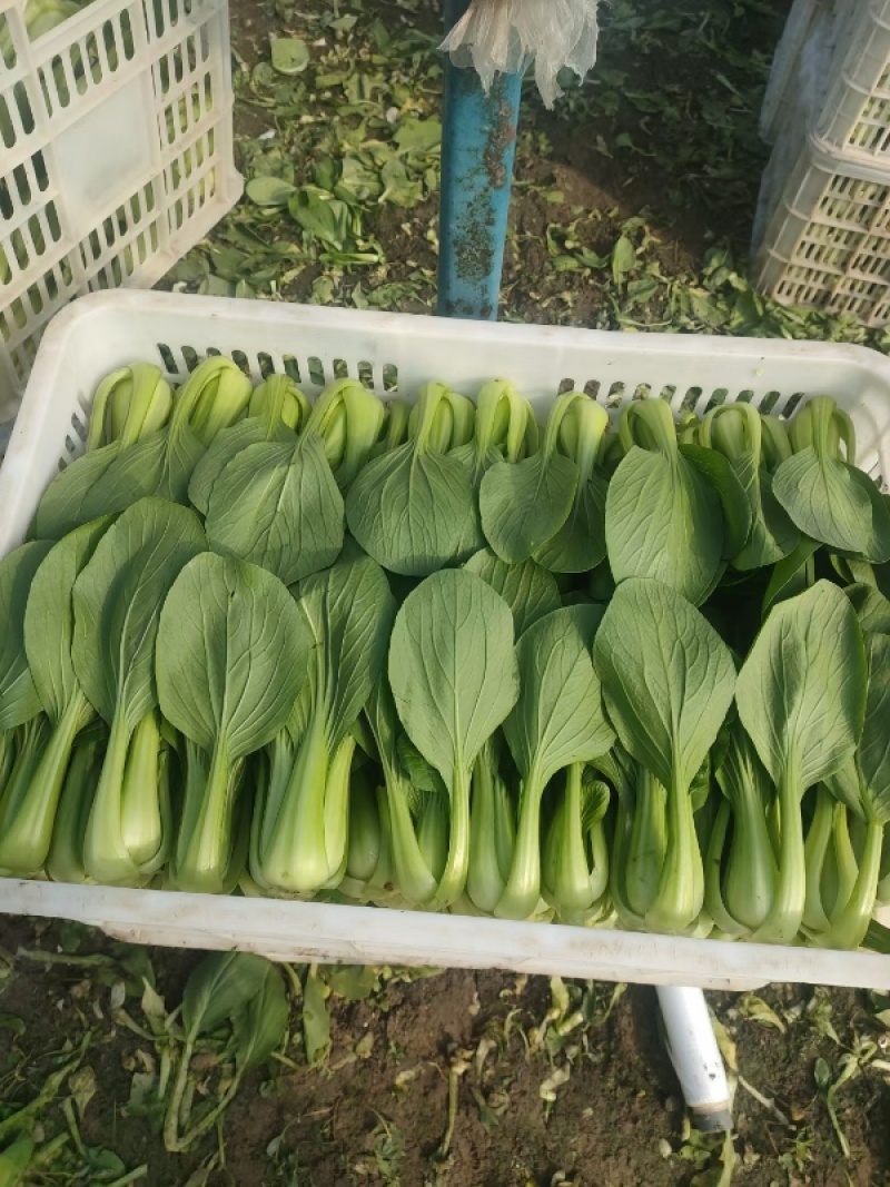 上海青小油菜阳谷小油菜货源稳定一手货源产地直发