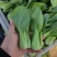 上海青小油菜阳谷小油菜货源稳定一手货源产地直发
