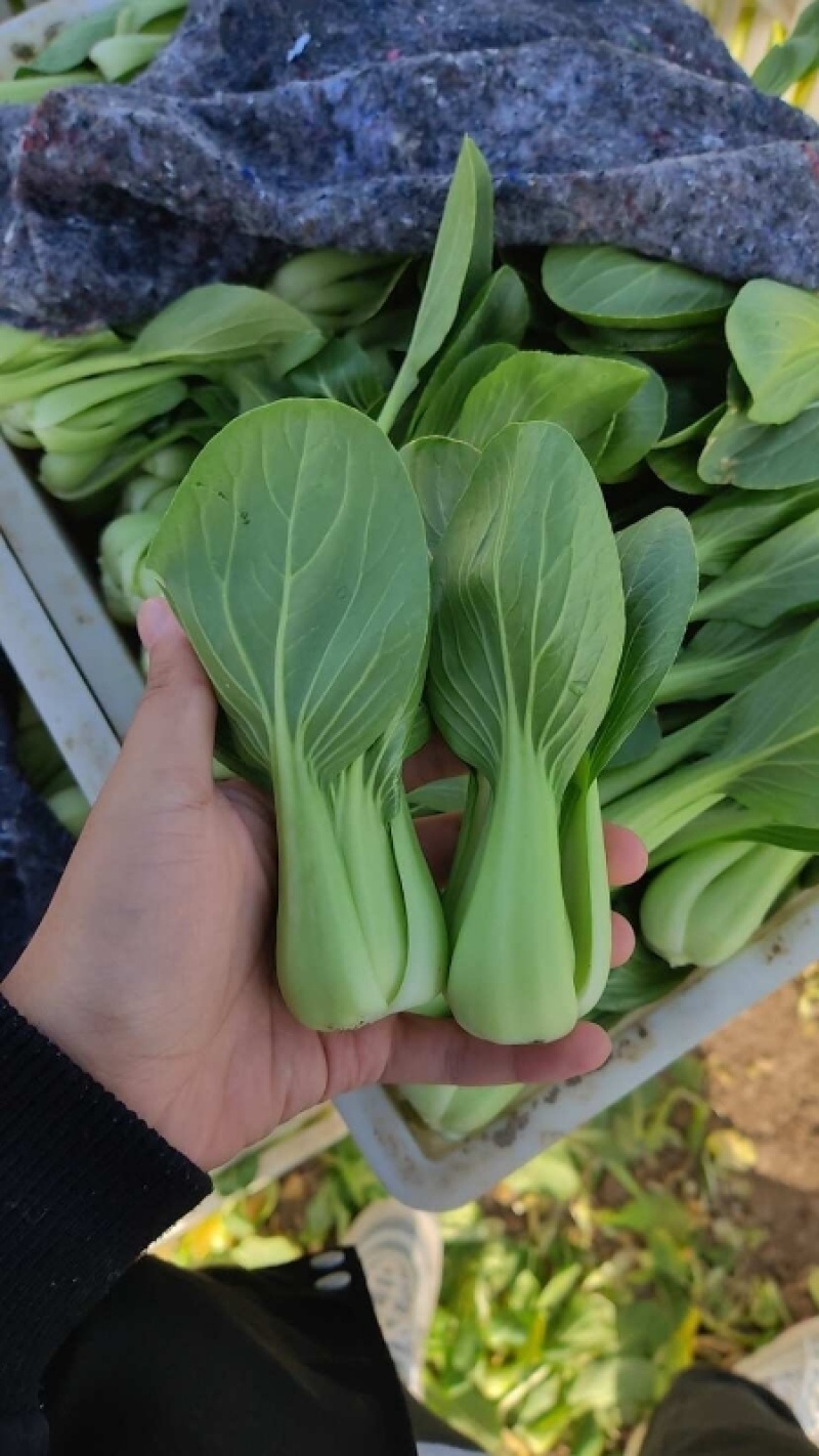 上海青小油菜阳谷小油菜货源稳定一手货源产地直发