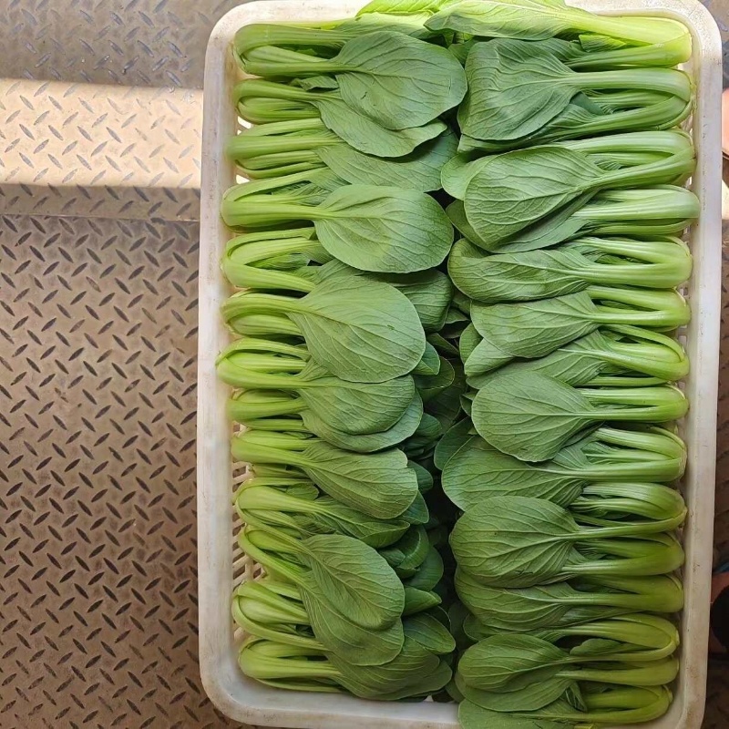 上海青小油菜阳谷小油菜货源稳定一手货源产地直发