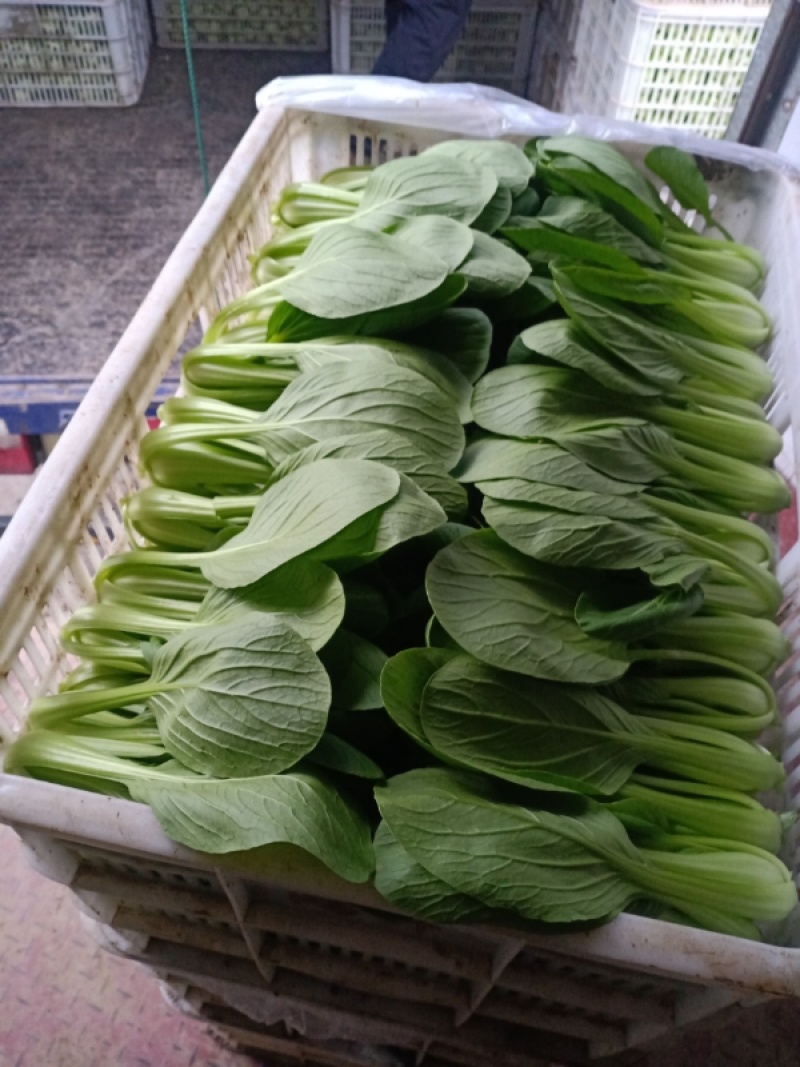 上海青小油菜阳谷小油菜货源稳定一手货源产地直发