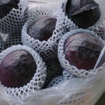 河北一级紫甘蓝，河北A级精品紫甘蓝，河北紫甘蓝