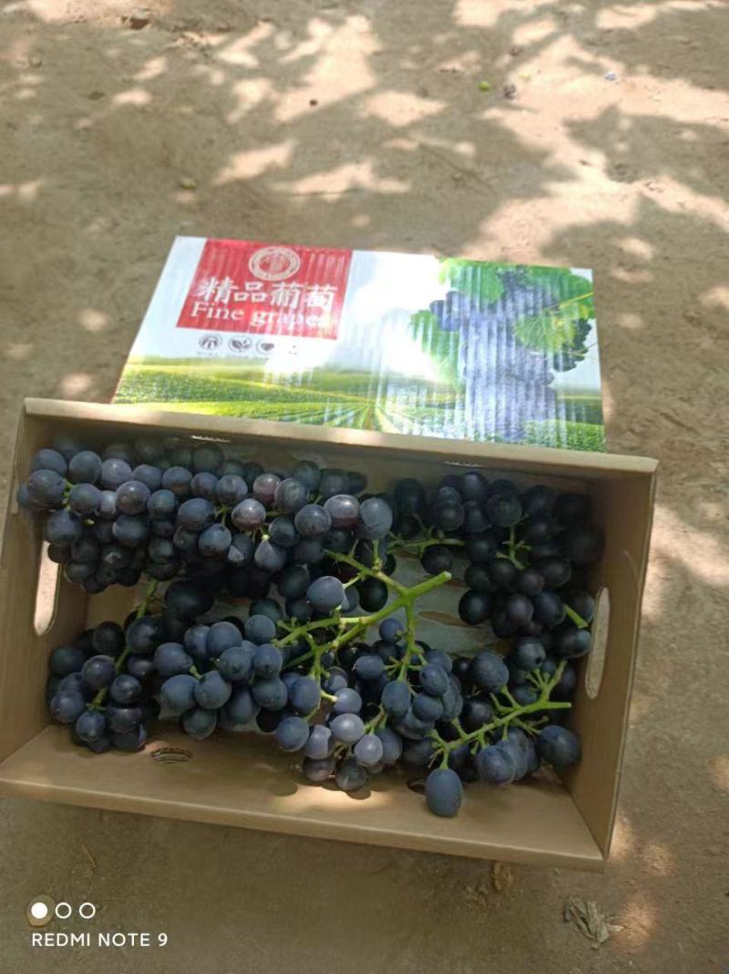 葡萄玫瑰香葡萄大量上市欢迎老板联系要货