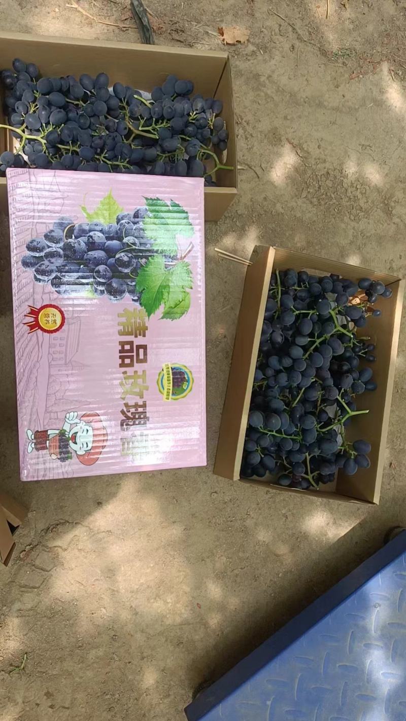 葡萄玫瑰香葡萄大量上市欢迎老板联系要货